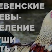 Пение Петухов И Душевная Атмосфера Деревни Исцелит Тело И Душу И Вернёт Радость Бытия Часть 1