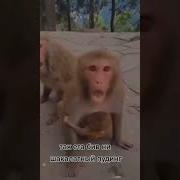 Пап Я В Стакан Насрал Прикол Xd