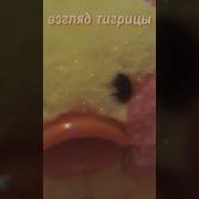 Гуччи Прада Луи Взгляд Тигрицы