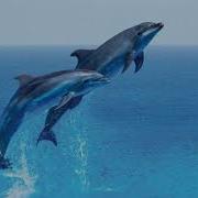 Dolphin Sound Effects