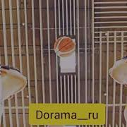 Два Парня Влюбился В Одну Девушку Красотка