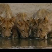 Wild Fauna Прайд Нсэфу 3 Молодняк Africa S Hunters