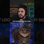Oiia Cat X Not Like Us The Hardest Meme Remix