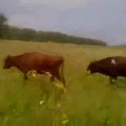 Бесәнселәр
