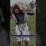 Бурятка Зарезала Барана Она Же Мать Одиночка