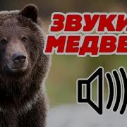 Рёв Медведя Рвёт