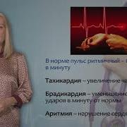 Движение Крови По Сосудам Урок Биологии