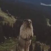 Как Кричит Барсук В Горах