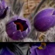 Якутская Песня Ньюргуhуннар Подснежники