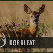 Deer Voice Sound