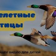 Птицы Улетают