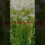 Аниме Цветы Природа