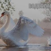 Учим Птиц Развивающие Мультики Видео Для Детей Водоплавающие Птицы