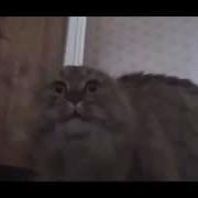 No No No Cat Поет Со Звёздами