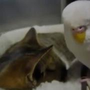 Прикол Попугай Докопался До Кота