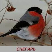 Умный Ребенок