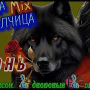 Львица Mix Волчица По Просьбе