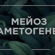 Мейоз Гаметогенез Егэ Биология Даниил Дарвин