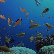 The Best 4K Aquarium For Relaxation Sleep Relax Meditation Music 2