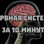 Симпатическая Нервная Система