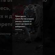 Мудрые Высказывания Афоризмы Цитаты Про Жизнь