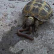 Черепаха Кушает Дождевого Червя Turtle Eats An Earthworm