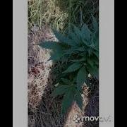 Выращивание В Ауте Kali Mist И Еще Что То