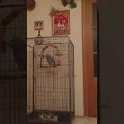 Попугай Матерится Как Сапожник