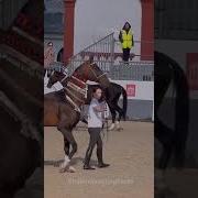 Ахалтекинец Akhal Teke