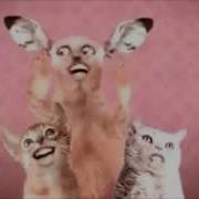 Cats Doing Numa Numa