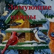 Для Детей Зимующие Птицы Часть 2