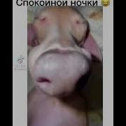 Звук Храпа Медведя