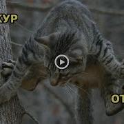 Паркур От Котэ Приколы С Котами