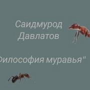 Философия Муравья