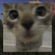 Тёмный Ром И Виски Speed Up