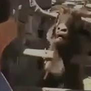 Не Спорьте С Женщиной