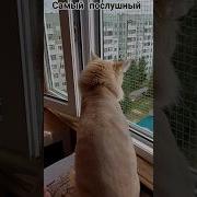 Послушный Котик
