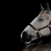 Free Equestrian Music Video