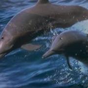 Самое Синее В Мире Черное Море Мое