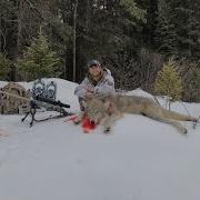 Western Wolf Hunting 7