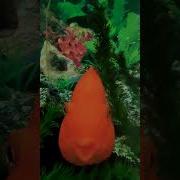 Рыбка Под Водой Плывёт Плывёт