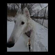 Didn T I Do It For You Borzoi