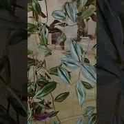 Почему Же Ты Меня Не Ждёшь С Кем Же Ты Рассвет Встречаешь