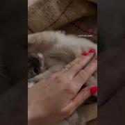 Знакомьтесь Липучка Обыкновенная
