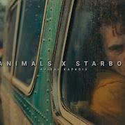 Animals X Starboy Tiktok Remix