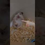 Тап Тап Тап По Хомяку