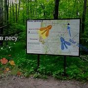 Асмр Прогулка Тихий Голос Шепот Звуки Природы Asmr Walk Sounds Of Nature