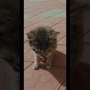 Приколы Кот Высовывает Язык