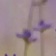 Мухаммад Тагойзода
