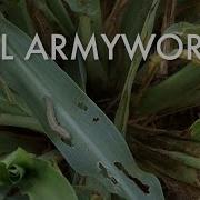 Fall Armyworm